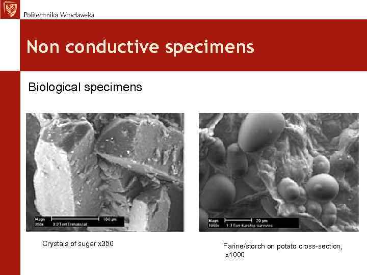 Non conductive specimens Biological specimens Crystals of sugar x 350 Farine/storch on potato cross-section,