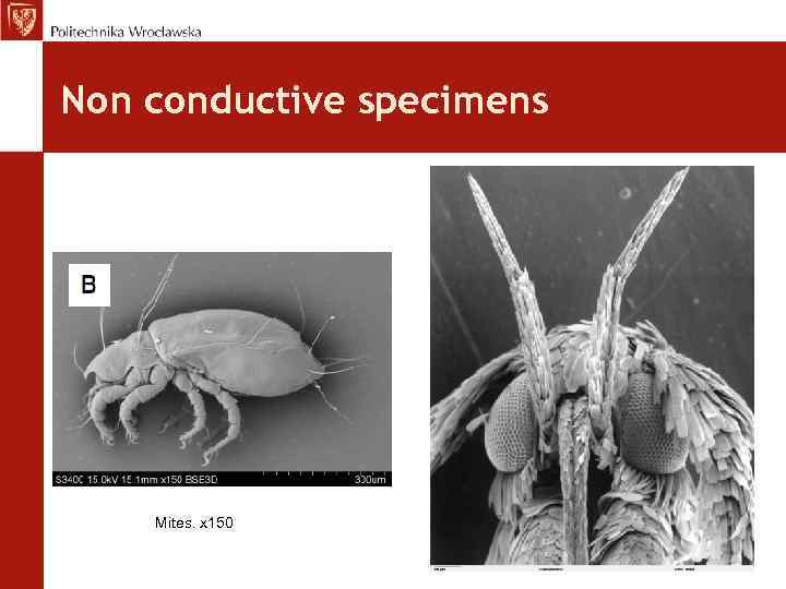 Non conductive specimens Mites. x 150 