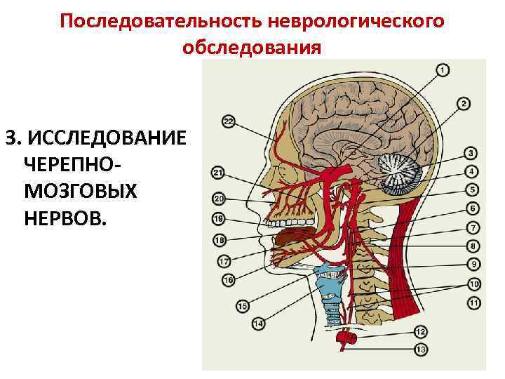 Последовательность неврологического обследования 3. ИССЛЕДОВАНИЕ ЧЕРЕПНОМОЗГОВЫХ НЕРВОВ. 