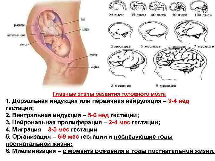 Главные этапы развития головного мозга 1. Дорзальная индукция или первичная нейруляция – 3 -4