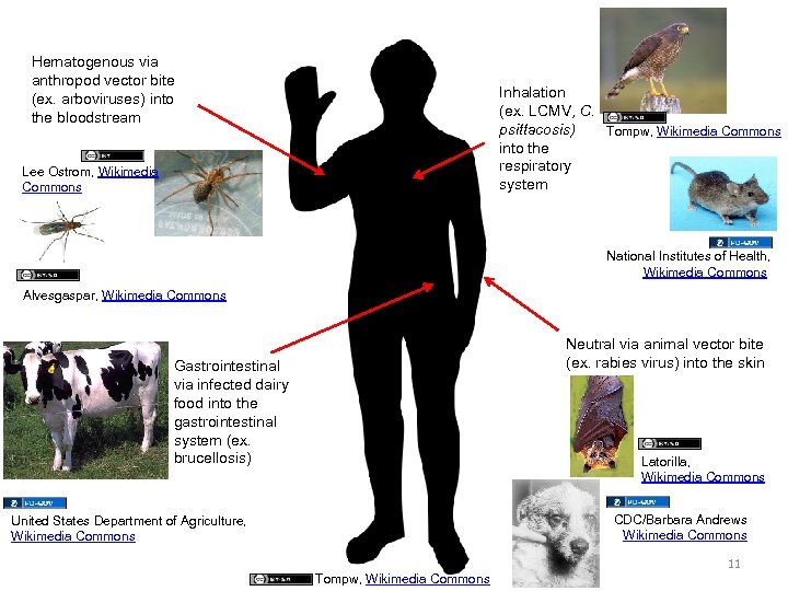 Hematogenous via anthropod vector bite (ex. arboviruses) into the bloodstream Inhalation (ex. LCMV, C.