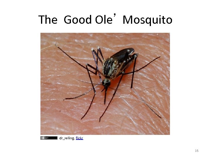 The Good Ole’ Mosquito dr_relling, flickr 16 