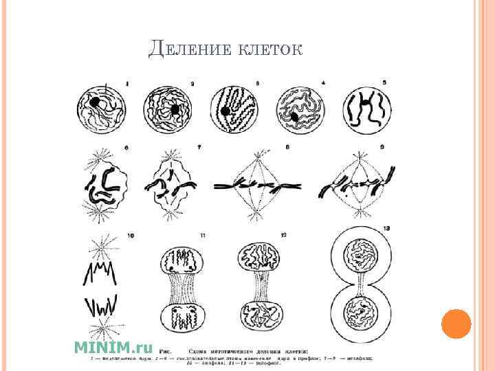 ДЕЛЕНИЕ КЛЕТОК 