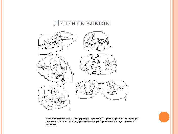 ДЕЛЕНИЕ КЛЕТОК 