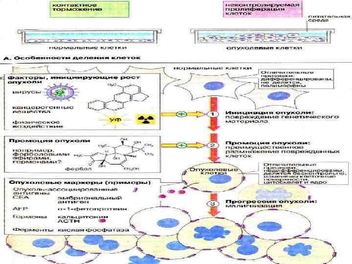 ДЕЛЕНИЕ КЛЕТОК. 