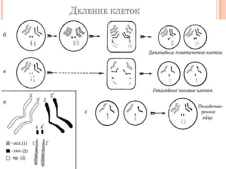 Путем деления