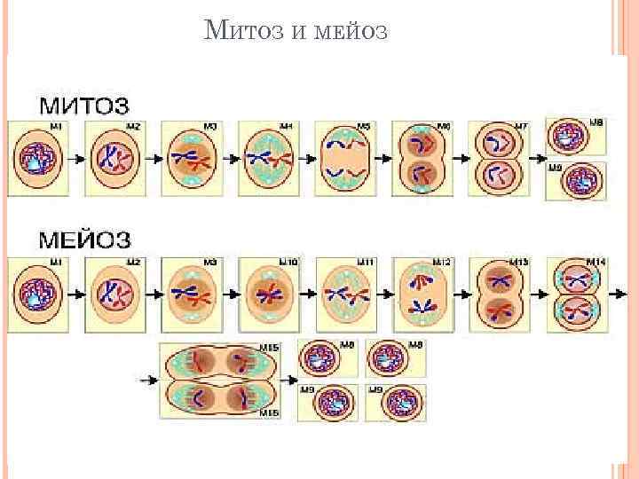 МИТОЗ И МЕЙОЗ 