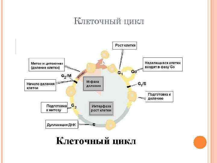 КЛЕТОЧНЫЙ ЦИКЛ 
