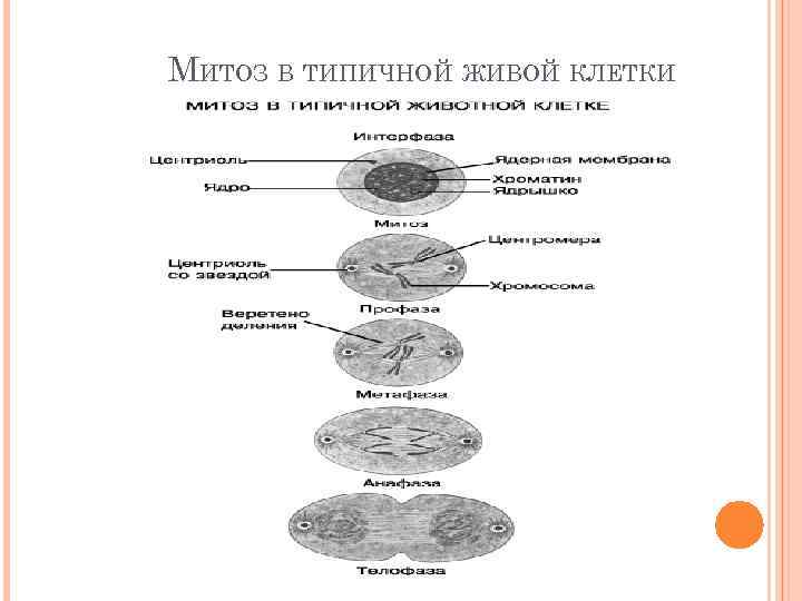 МИТОЗ В ТИПИЧНОЙ ЖИВОЙ КЛЕТКИ 