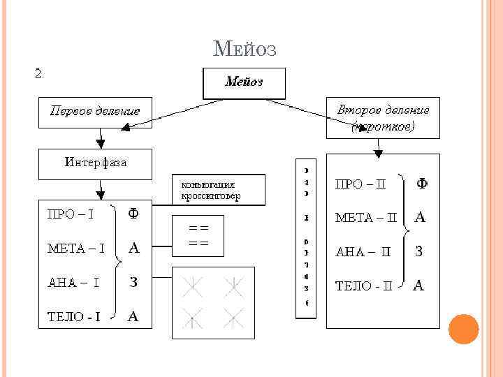 МЕЙОЗ 