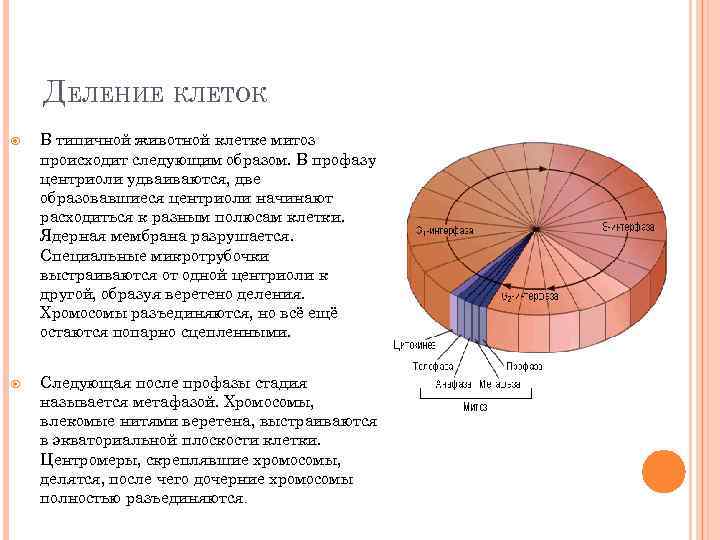 Клеточная интенсивность