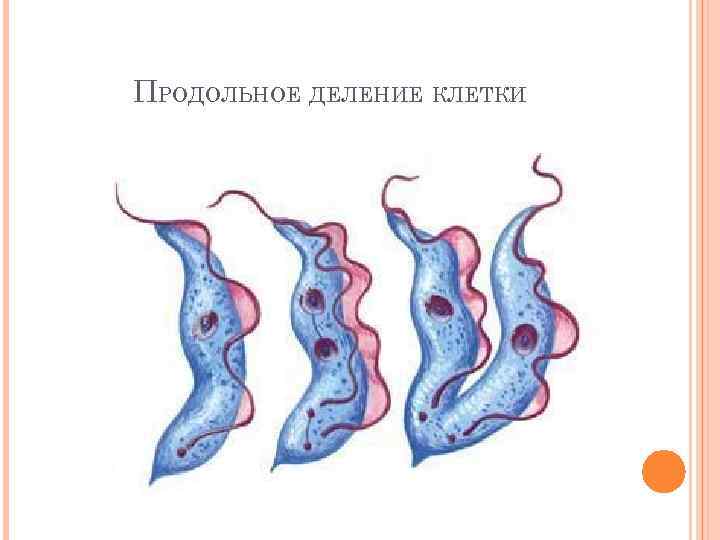 ПРОДОЛЬНОЕ ДЕЛЕНИЕ КЛЕТКИ 