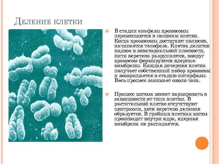 ДЕЛЕНИЕ КЛЕТКИ В стадии анафазы хромосомы перемещаются к полюсам клетки. Когда хромосомы достигают полюсов,