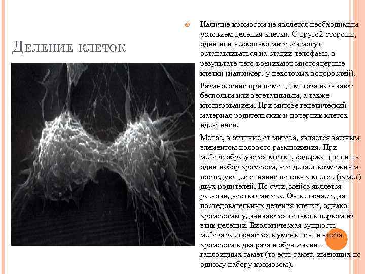  Наличие хромосом не является необходимым условием деления клетки. С другой стороны, один или