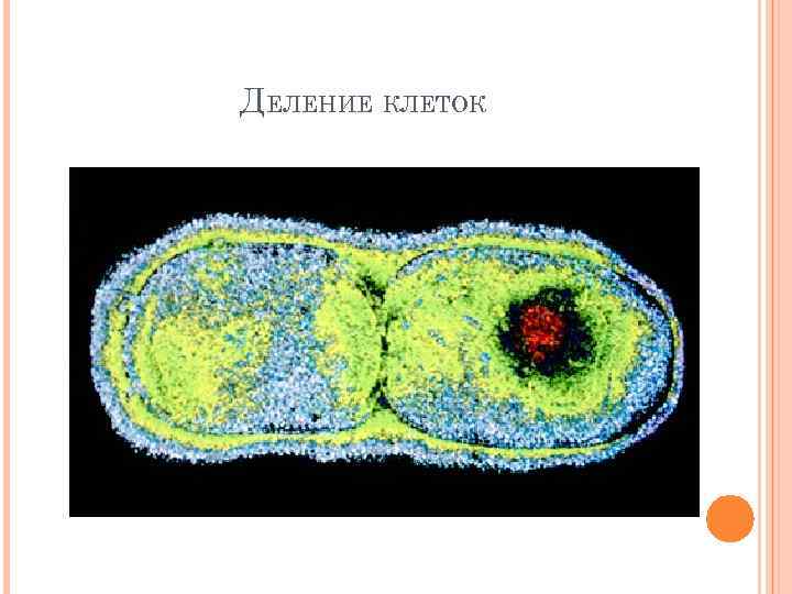 ДЕЛЕНИЕ КЛЕТОК 