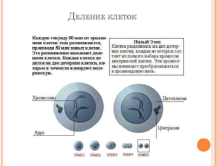 ДЕЛЕНИЕ КЛЕТОК 