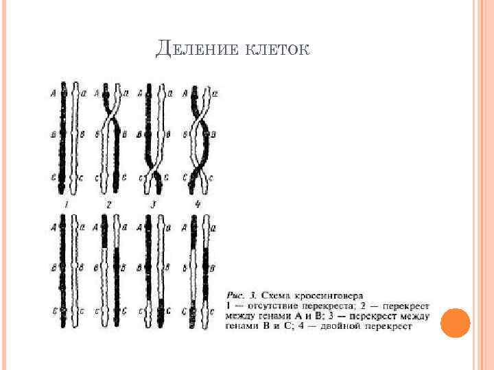 ДЕЛЕНИЕ КЛЕТОК 