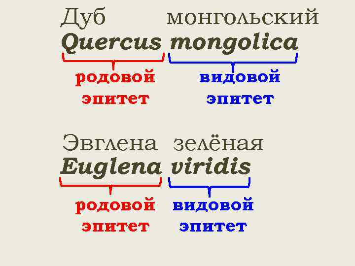 Дуб монгольский Quercus mongolica родовой эпитет видовой эпитет Эвглена зелёная Euglena viridis родовой видовой