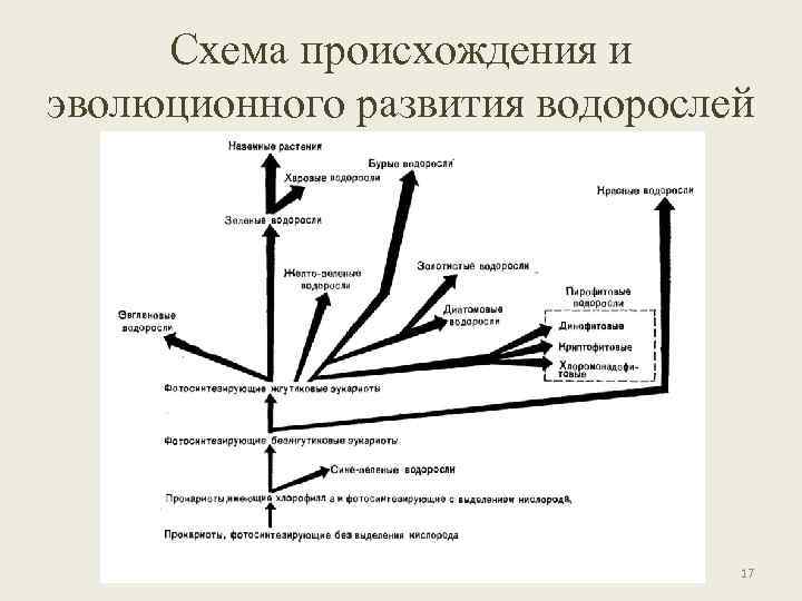Схема происхождения и эволюционного развития водорослей 17 