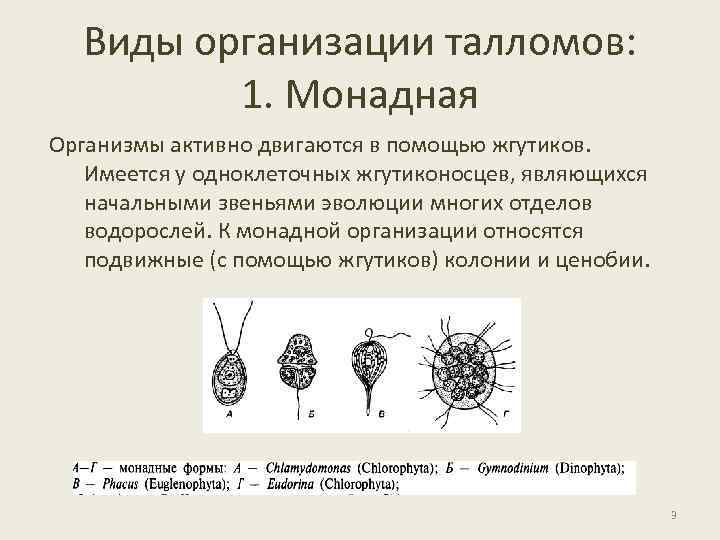 Виды организации талломов: 1. Монадная Организмы активно двигаются в помощью жгутиков. Имеется у одноклеточных