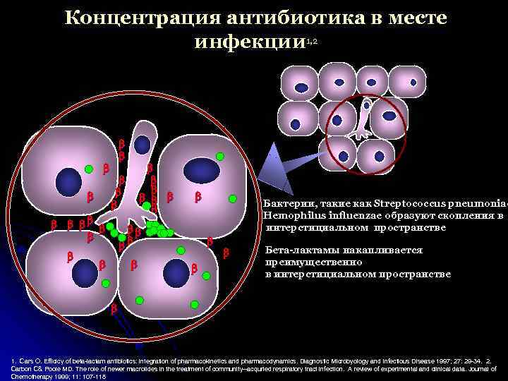 Концентрация антибиотика в месте инфекции 1, 2 Бактерии, такие как Streptococcus pneumoniae Hemophilus influenzae