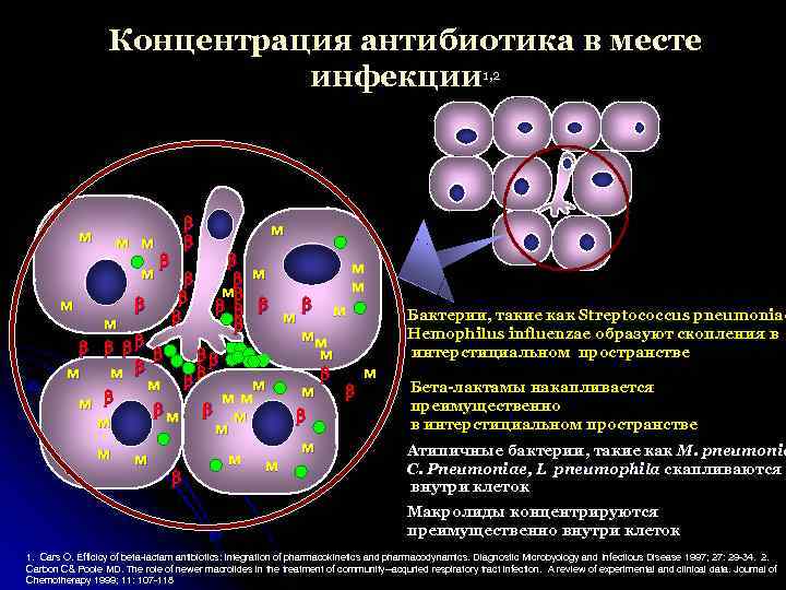 Концентрация антибиотика в месте инфекции 1, 2 м м м м м м мм