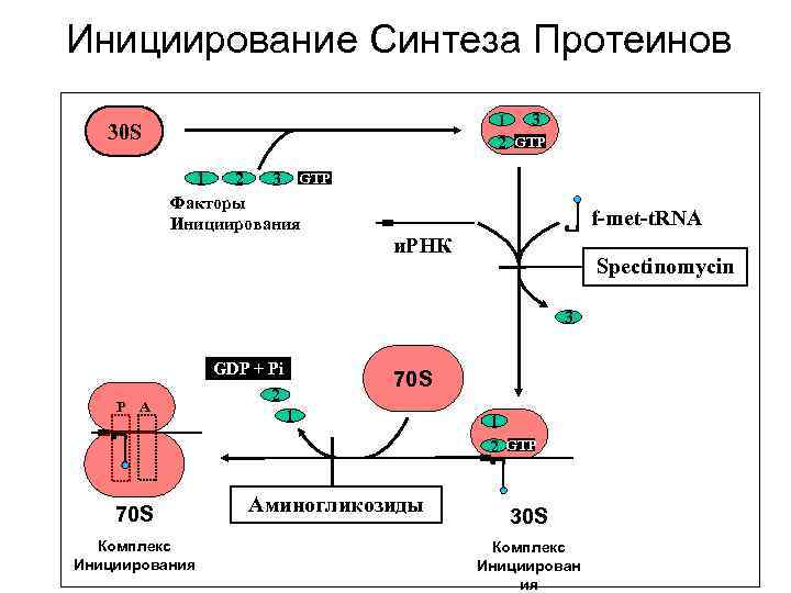 Инициирование Синтеза Протеинов 1 3 2 GTP 30 S 1 2 3 GTP Факторы