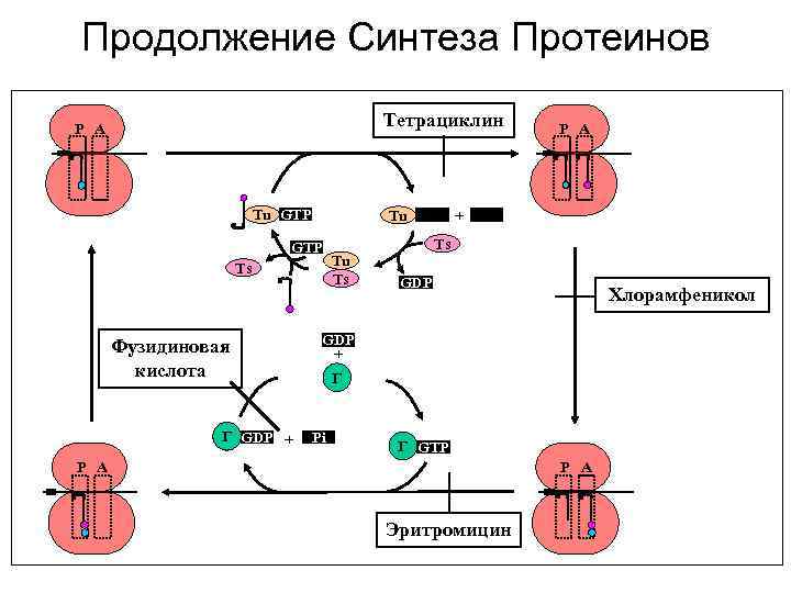 Отвечает за синтез