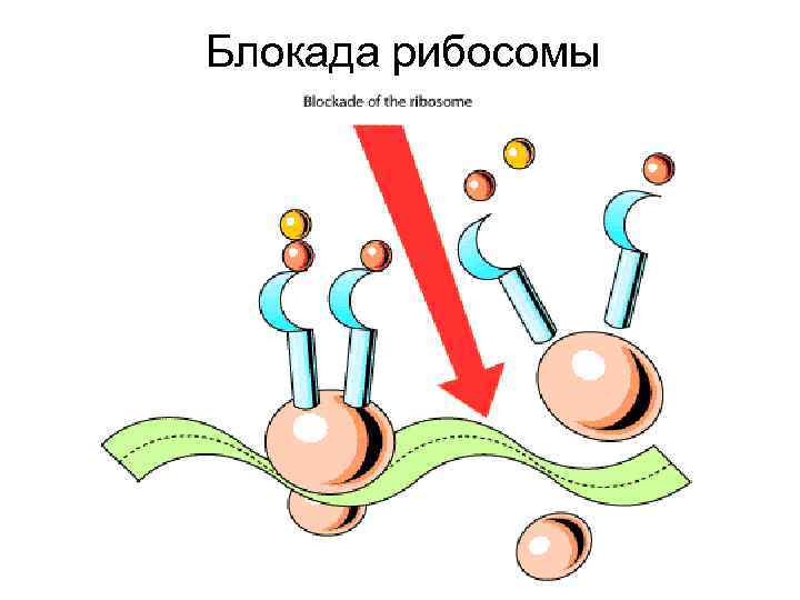 Блокада рибосомы 