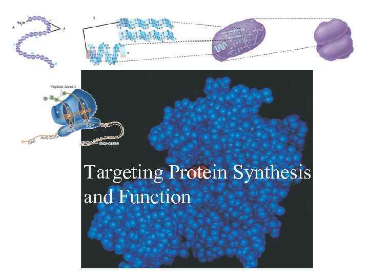 Targeting Protein Synthesis and Function 