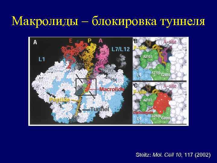 Макролиды – блокировка туннеля Steitz: Mol. Cell 10, 117 (2002) 