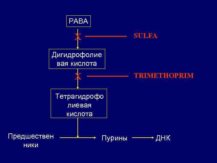 PABA X SULFA Дигидрофолие вая кислота X TRIMETHOPRIM Тетрагидрофо лиевая кислота Предшествен ники Пурины