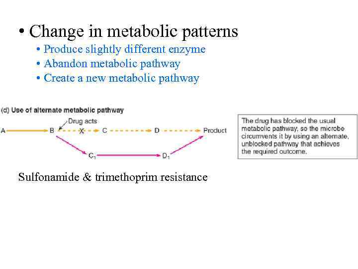  • Change in metabolic patterns • Produce slightly different enzyme • Abandon metabolic