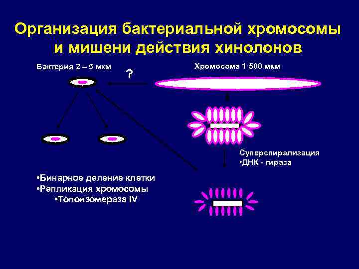 Организация бактериальной хромосомы и мишени действия хинолонов Бактерия 2 – 5 мкм ? Хромосома