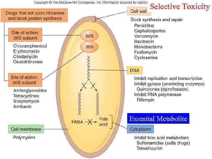 Selective Toxicity Essential Metabolite 