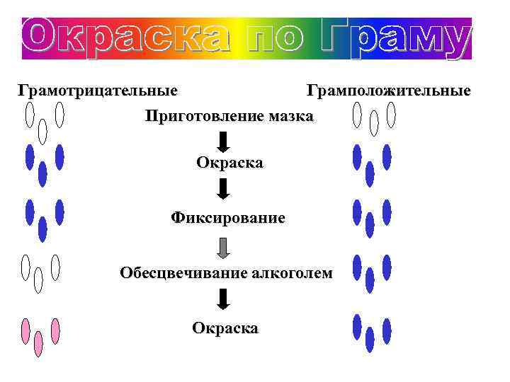 Грамотрицательные Грамположительные Приготовление мазка Окраcка Фиксирование Обесцвечивание алкоголем Окраска 