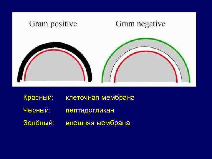 Красный: клеточная мембрана Черный: пептидогликан Зелёный: внешняя мембрана 