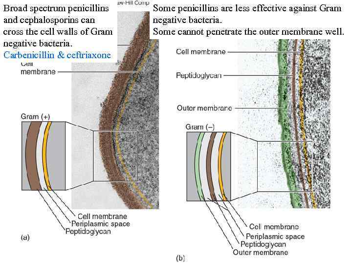 Broad spectrum penicillins and cephalosporins can cross the cell walls of Gram negative bacteria.