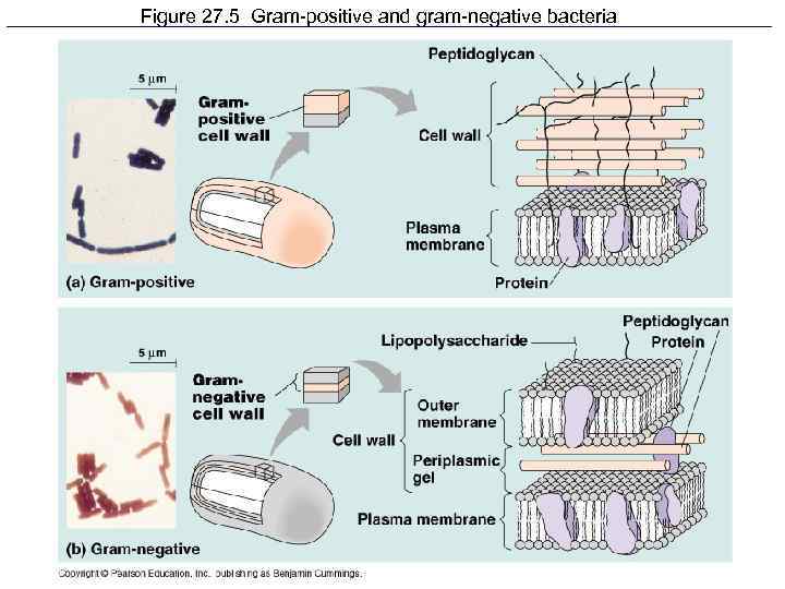 Figure 27. 5 Gram-positive and gram-negative bacteria 