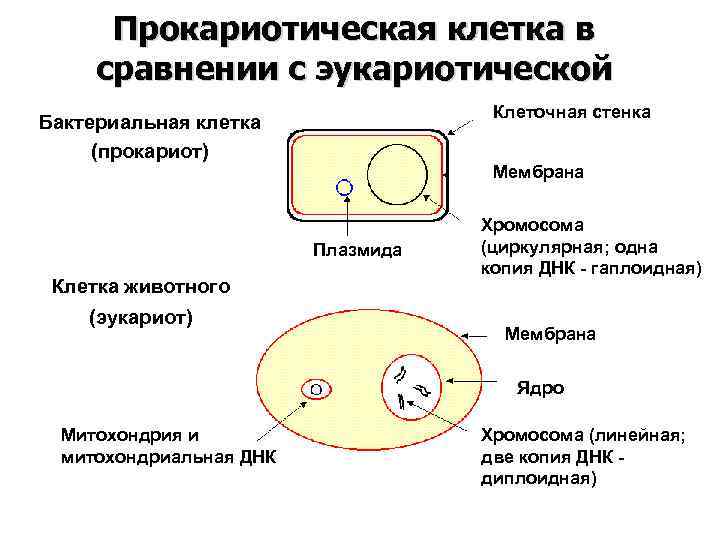 Схема синтезирующие бактерии