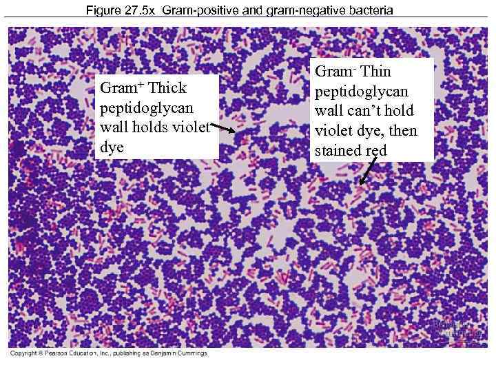 Figure 27. 5 x Gram-positive and gram-negative bacteria Gram+ Thick peptidoglycan wall holds violet