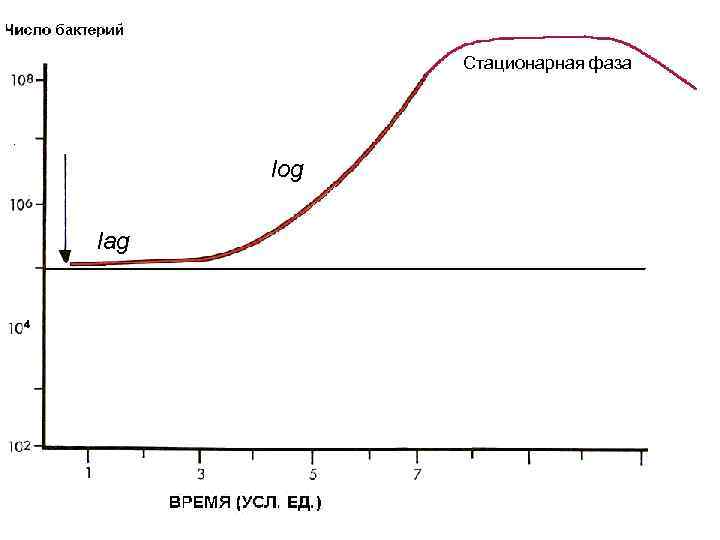 Стационарная фаза log lag 