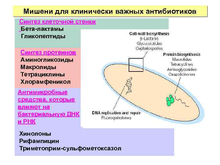 Клеточный синтез