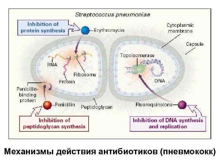 Механизмы действия антибиотиков (пневмококк) 