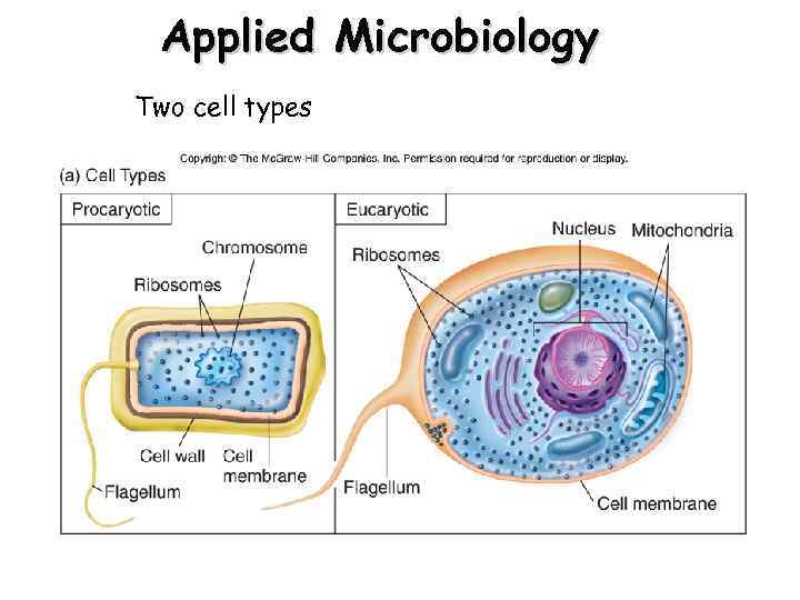 Applied Microbiology Two cell types 