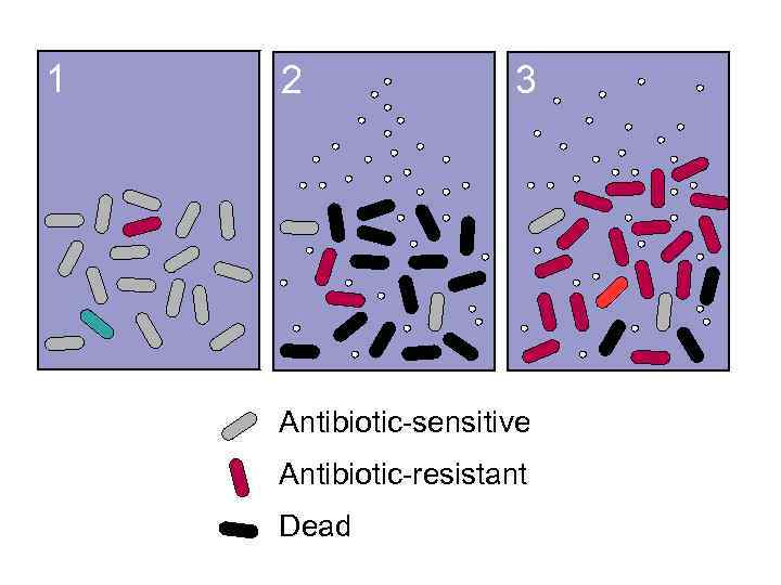 1 2 3 Antibiotic-sensitive Antibiotic-resistant Dead 