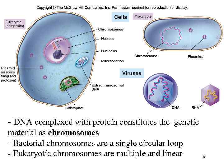 - DNA complexed with protein constitutes the genetic material as chromosomes - Bacterial chromosomes