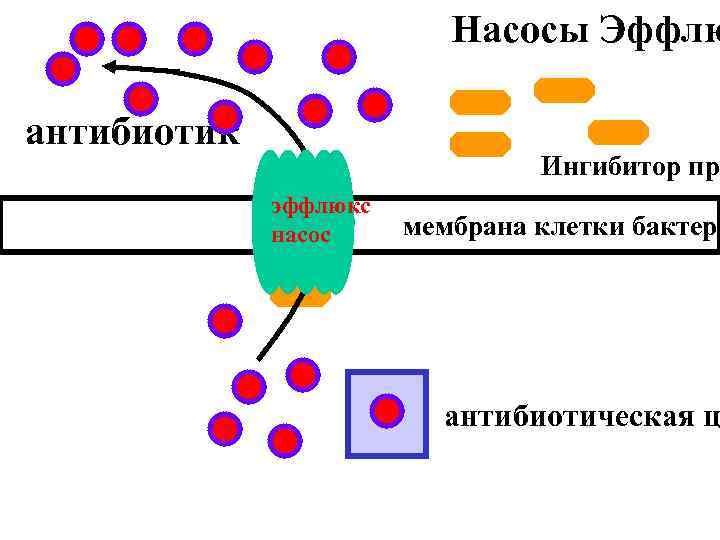 Насосы Эффлю антибиотик Ингибитор пр эффлюкс насос мембрана клетки бактери антибиотическая ц 