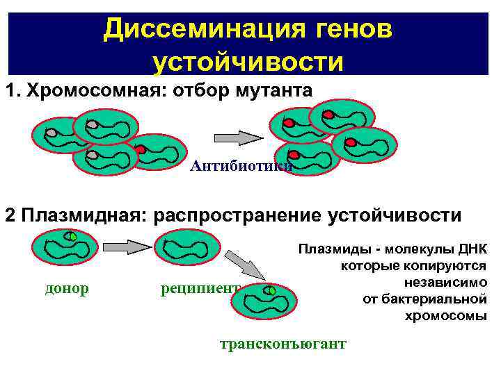 Диссеминация генов устойчивости 1. Хромосомная: отбор мутанта Антибиотики 2 Плазмидная: распространение устойчивости донор реципиент