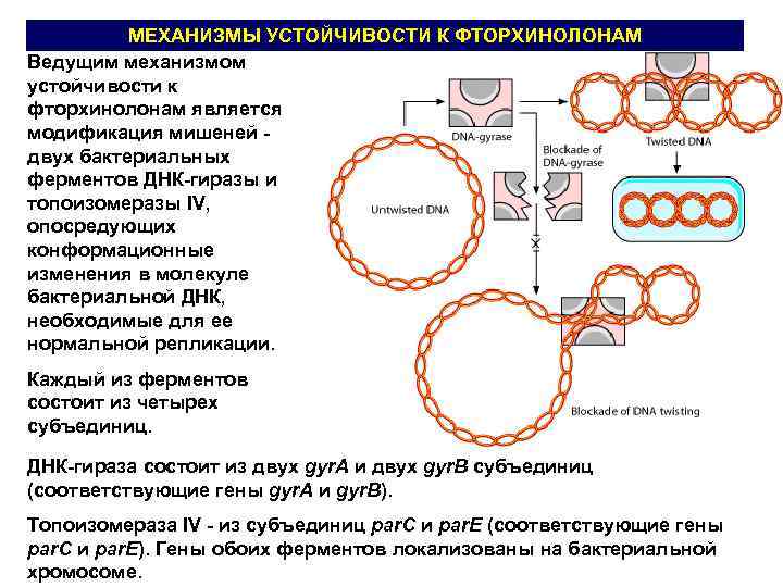 Механизмы устойчивости